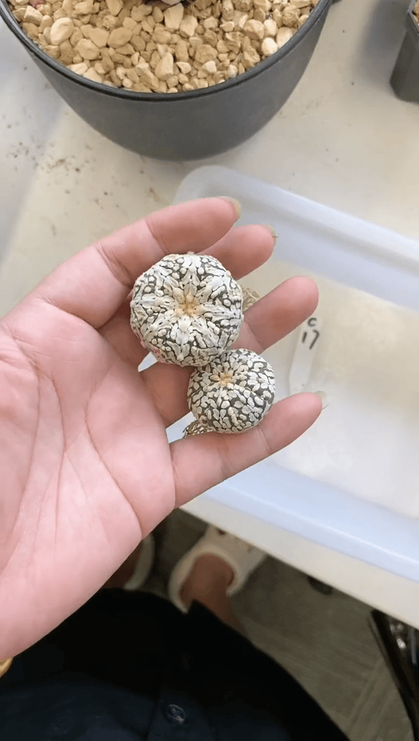 【闪购商品】编号 C17生长纹2颗