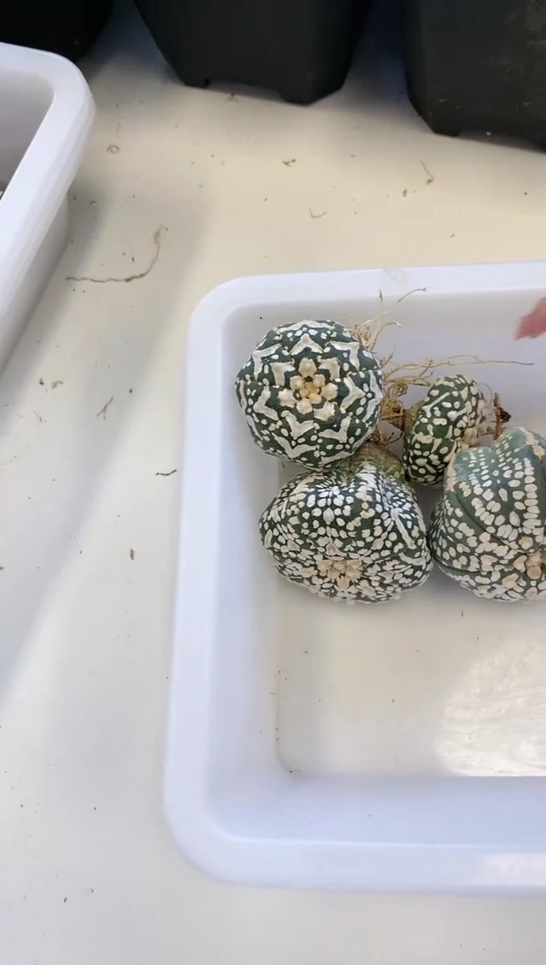【闪购商品】编号A45 缺水/生长纹4颗