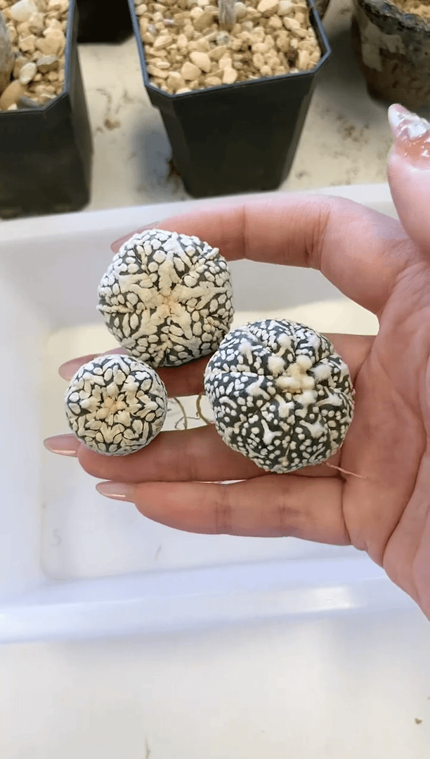 【闪购商品】编号153组合生长纹