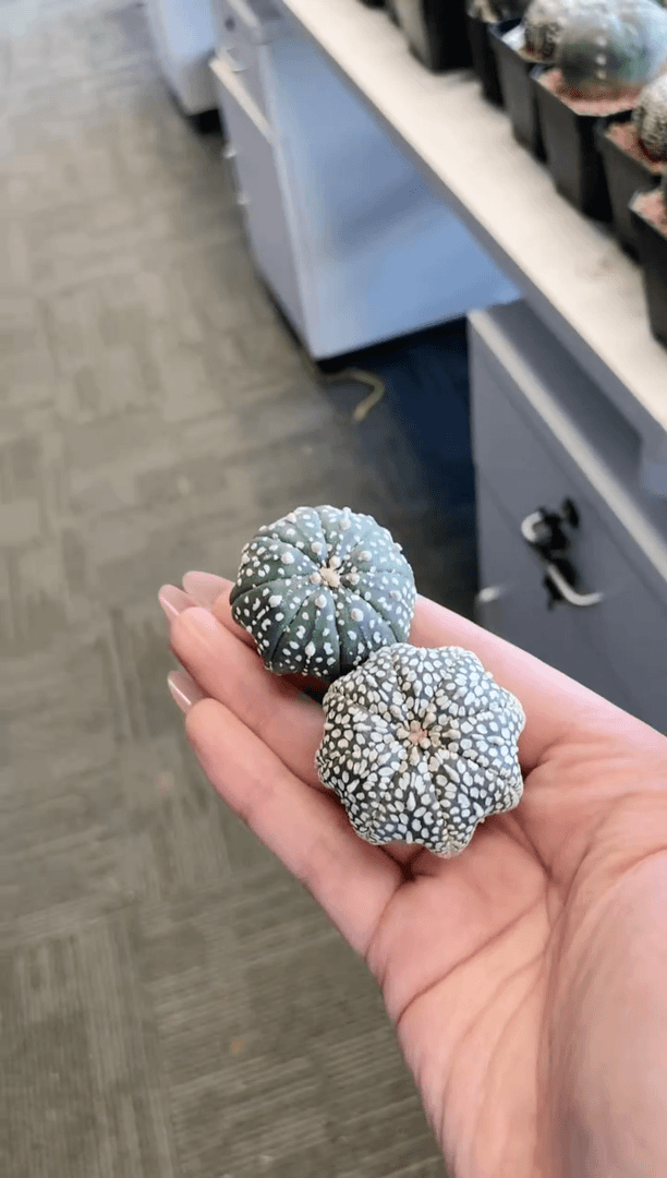 【闪购商品】编号 138生长纹瑕疵2颗