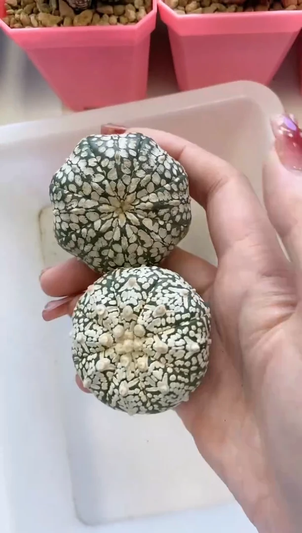 【闪购商品】生长纹/缺水2颗90号
