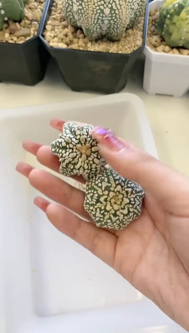 【闪购商品】A25编号 缺水/生长纹2颗