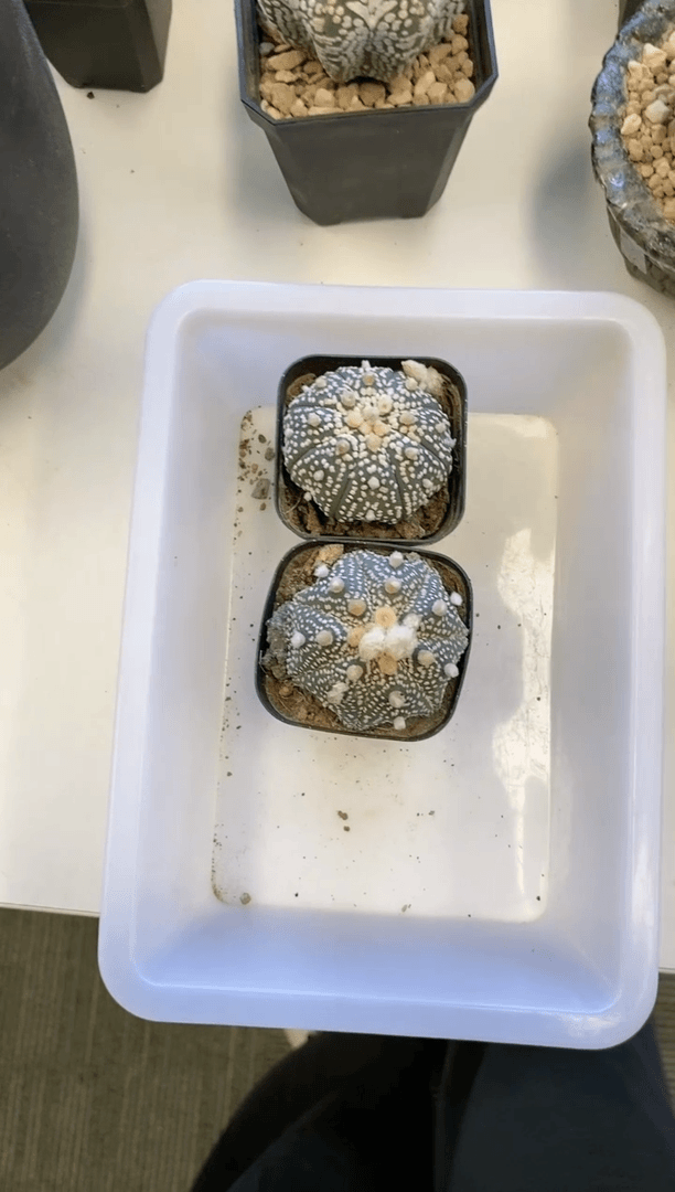 【闪购商品】新手福利2颗