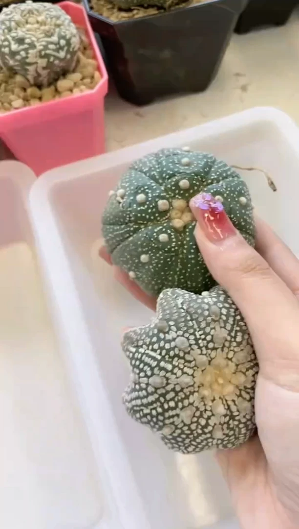 【闪购商品】生长纹/缺水2颗288号