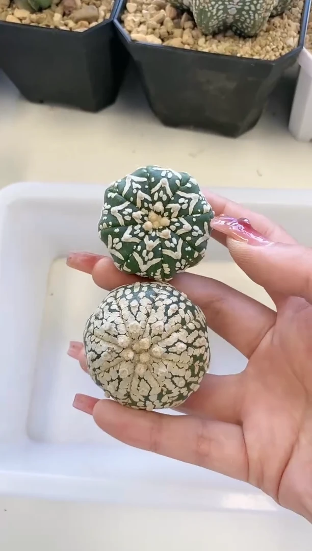 【闪购商品】C18编号 缺水/生长纹2颗