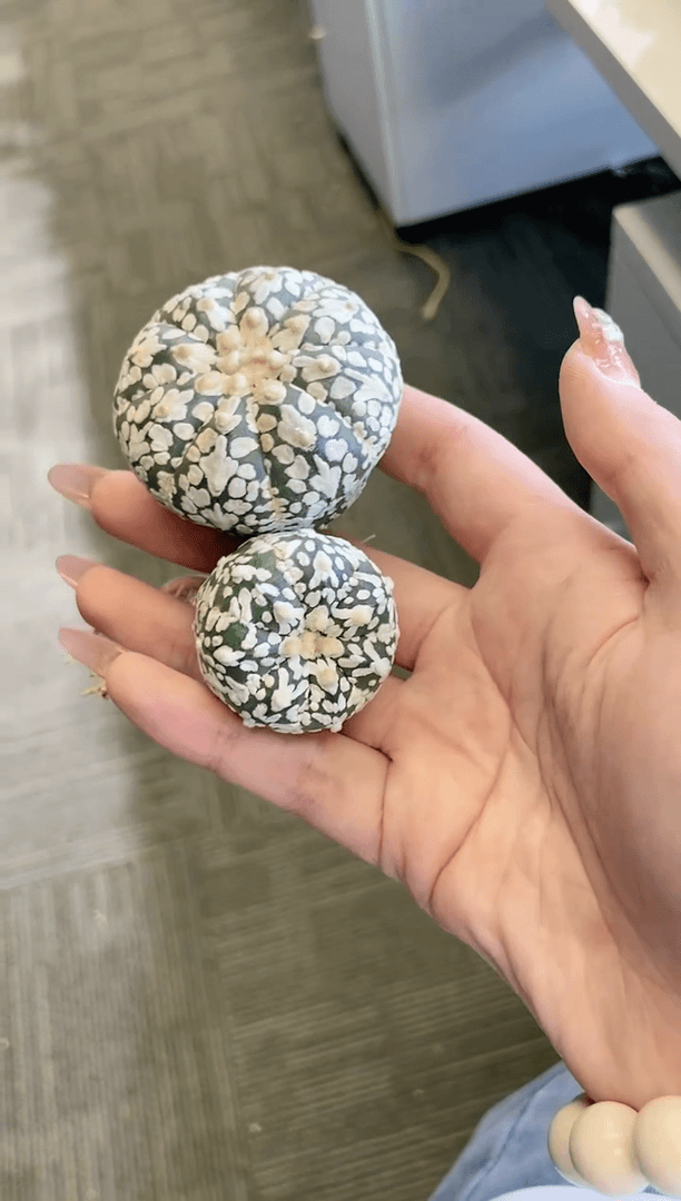 【闪购商品】编号428组合 生长纹