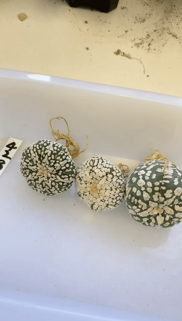 【闪购商品】编号428组合 生长纹
