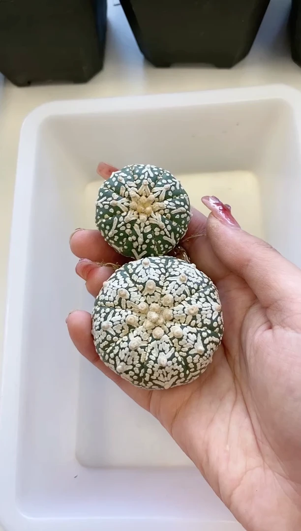 【闪购商品】A25编号 生长纹/缺水2颗