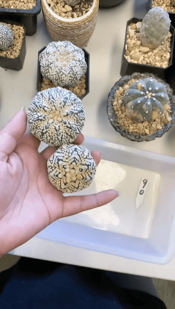 【闪购商品】编号90 生长纹2颗