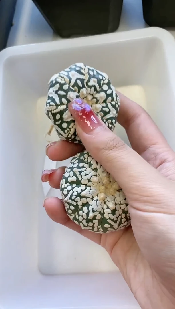 【闪购商品】51编号 生长纹/缺水2颗