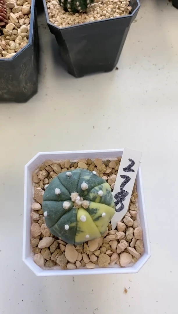 【闪购商品】278  兜锦