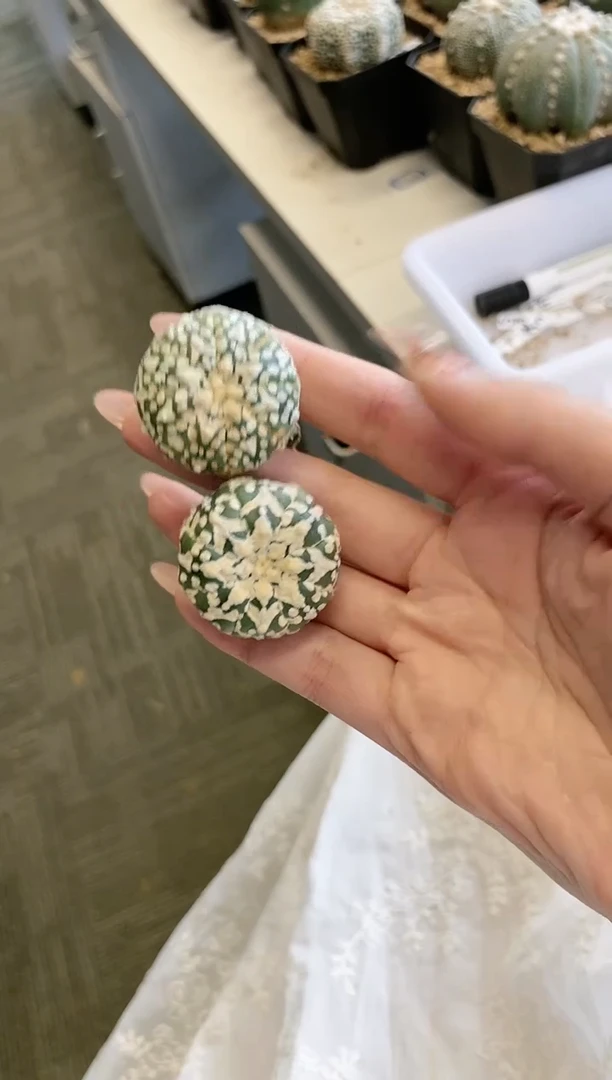 【闪购商品】A3编号 生长纹2颗