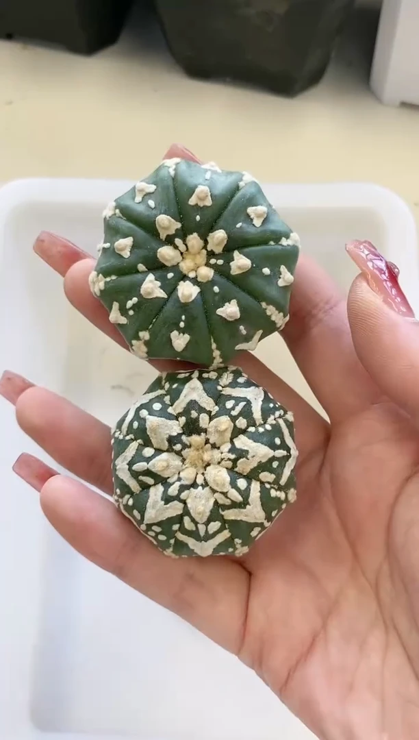 【闪购商品】212编号 缺水/生长纹2颗