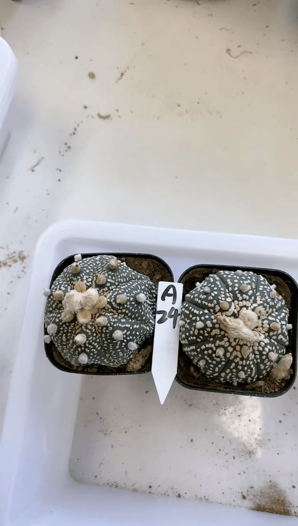 【闪购商品】A24编号组合2颗