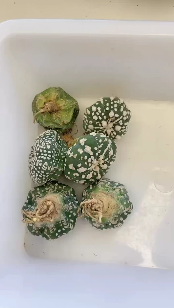 【闪购商品】588  6颗不带盆土 新手福利/缺水