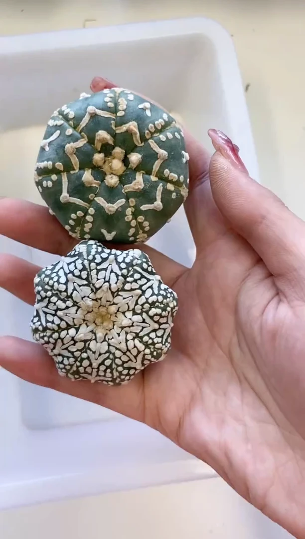 【闪购商品】278编号 生长纹/缺水2颗