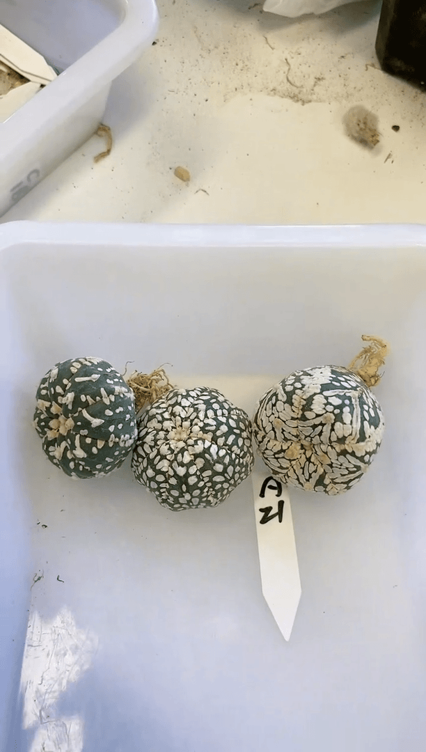 【闪购商品】编号A21组合 生长纹