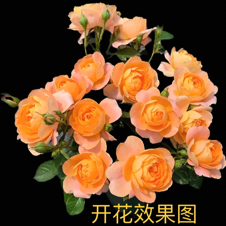 【果汁阳台】+【仙度瑞拉】花苞发货月季四季开花庭院