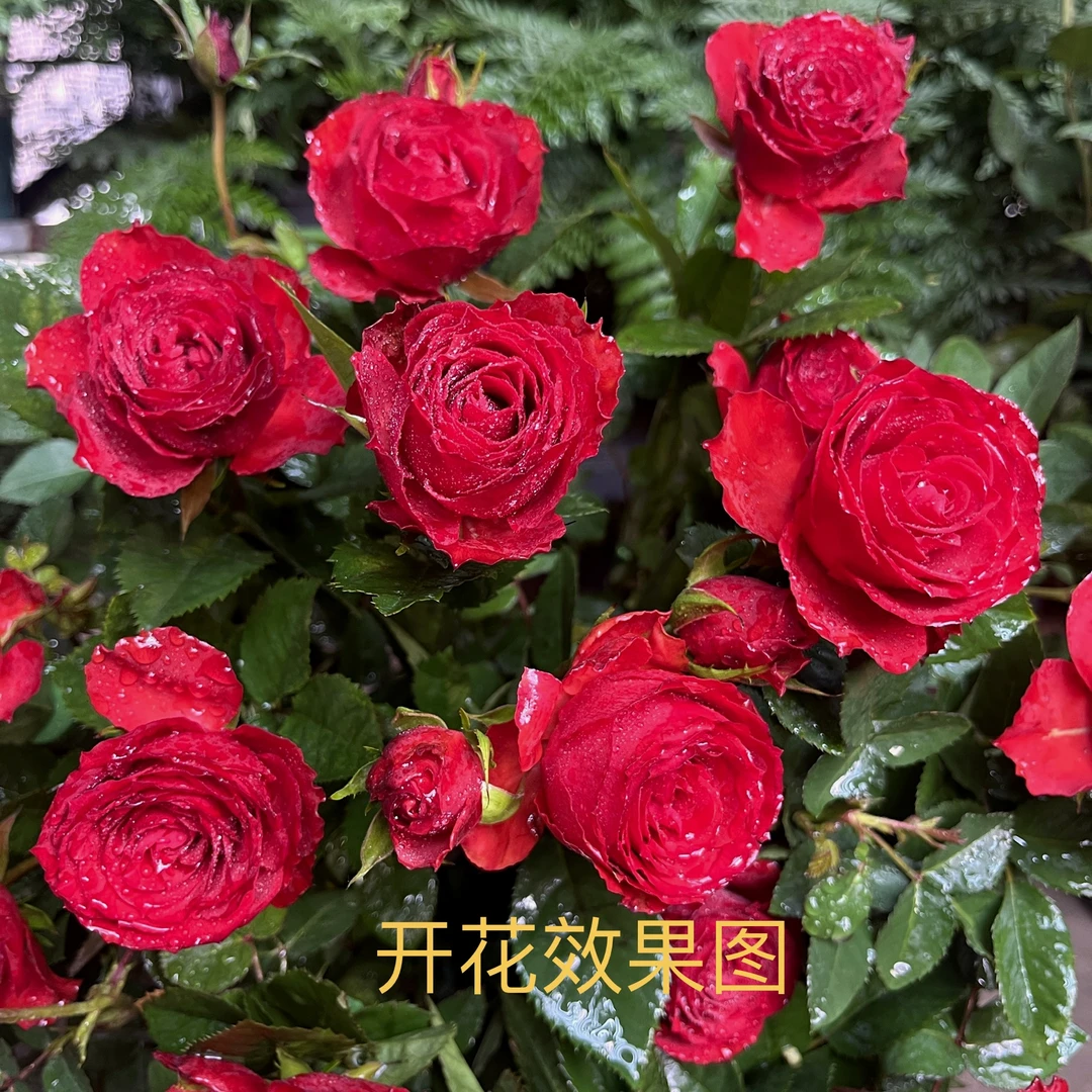 曼【红苹果】+【火焰】花苞发货星花怒放月季四季开花庭院
