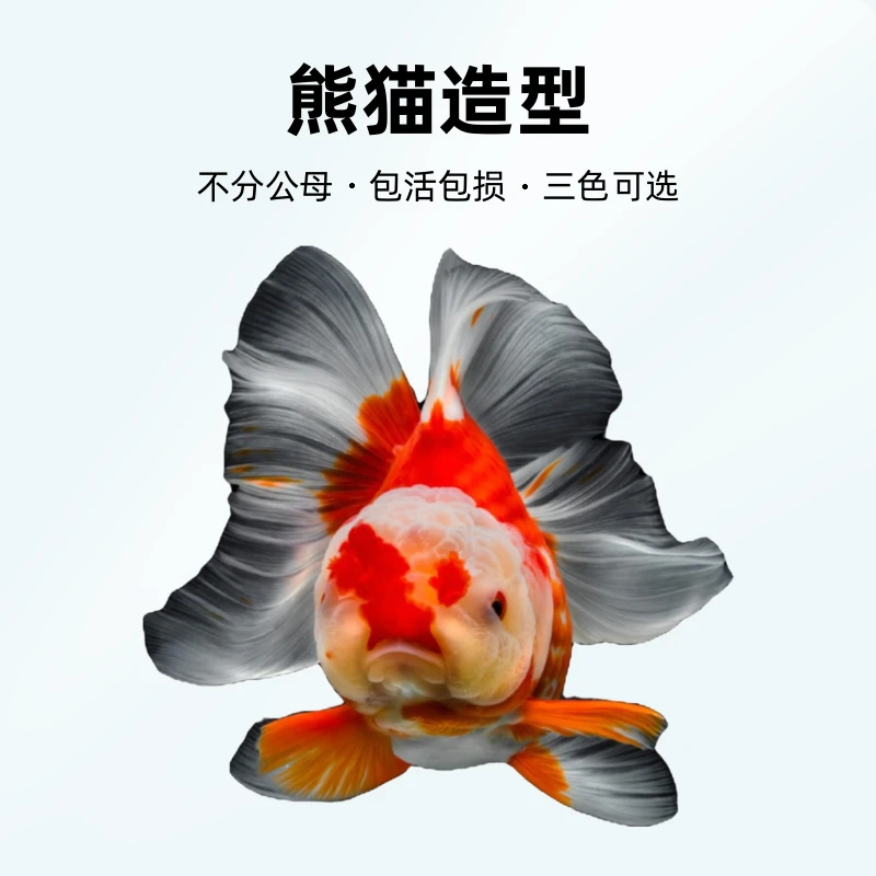 海棠兰寿短尾商品泰狮，熊猫，三色，红白，红黑，各色泰狮。包活包损。