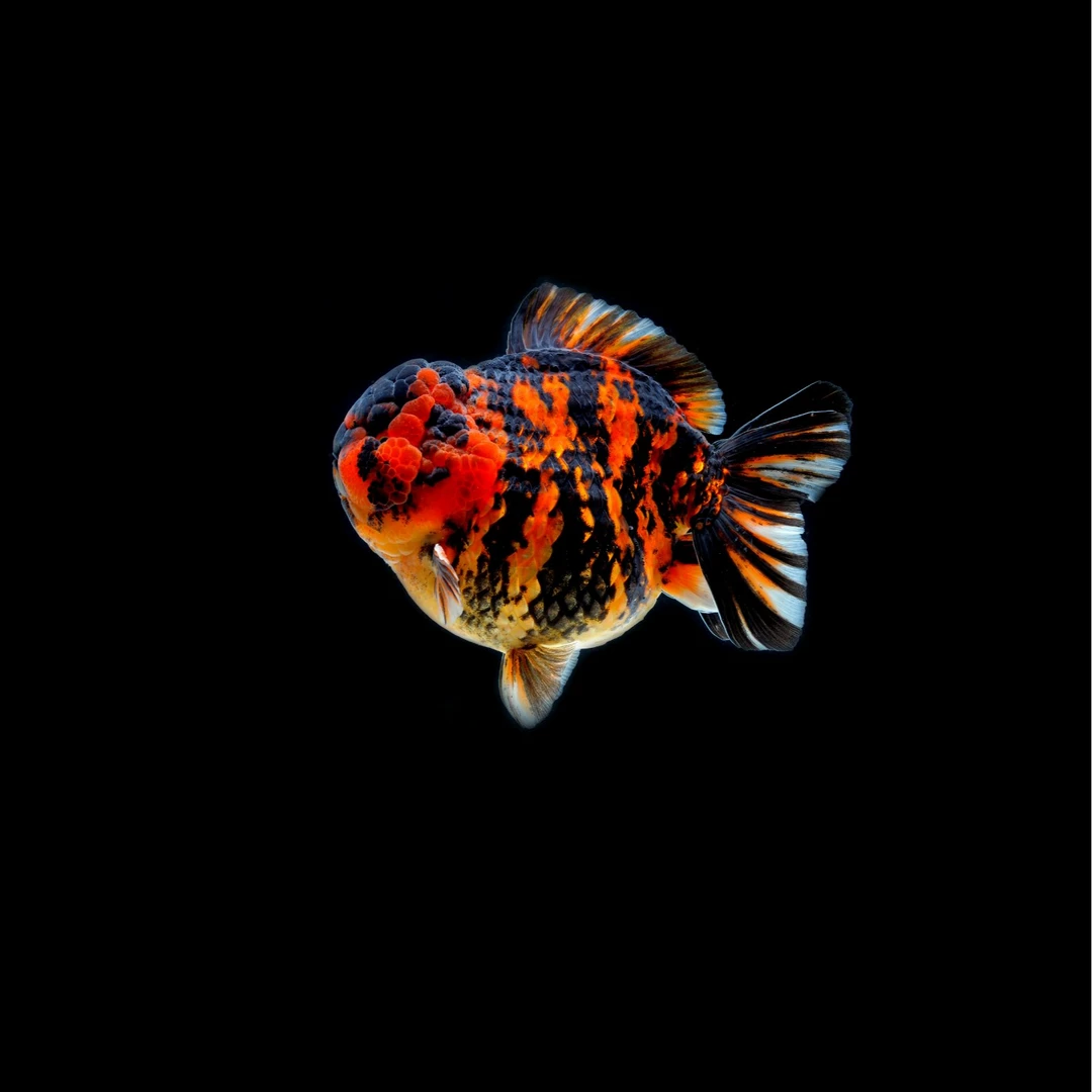 海棠兰寿甄选将军金鱼，三色，红白，红黑，麒麟各色将军。包活包损。