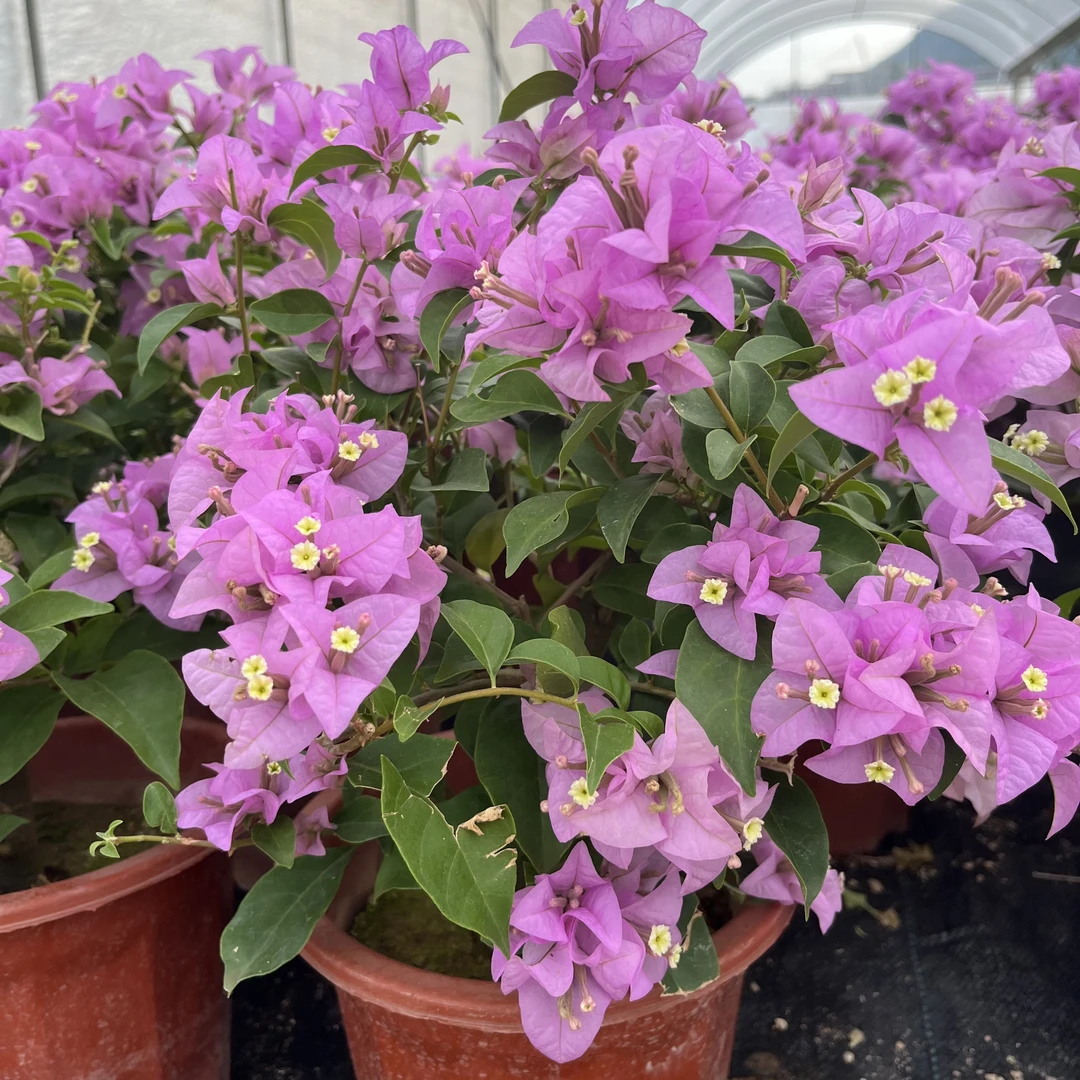 【巴西紫】三角梅盆栽绿植