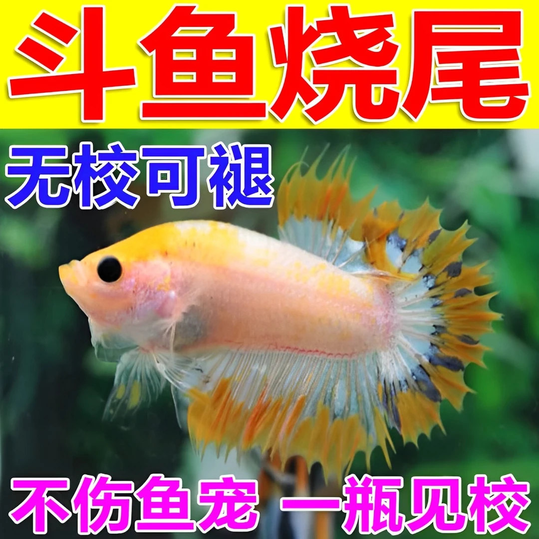 斗鱼烧尾专用甲基兰粉观赏鱼烧尾烂身白毛腐皮烂尾烧尾斗鱼怎么办