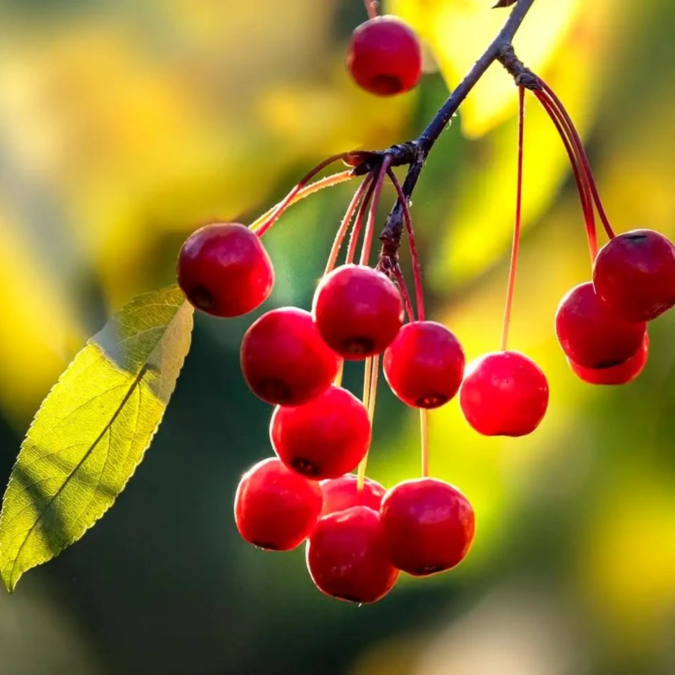 老桩盆景梅花海棠室内盆栽庭院绿植盆景花卉花草四季观赏造型盆景