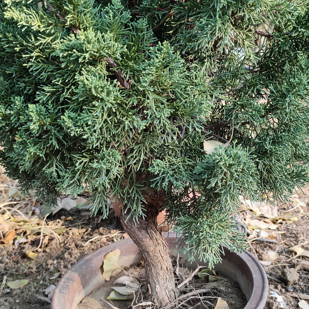 童子功济州真柏 嫁接五六年