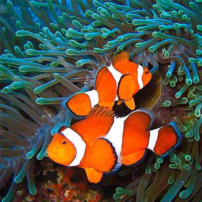 热带海水鱼尼莫小丑鱼