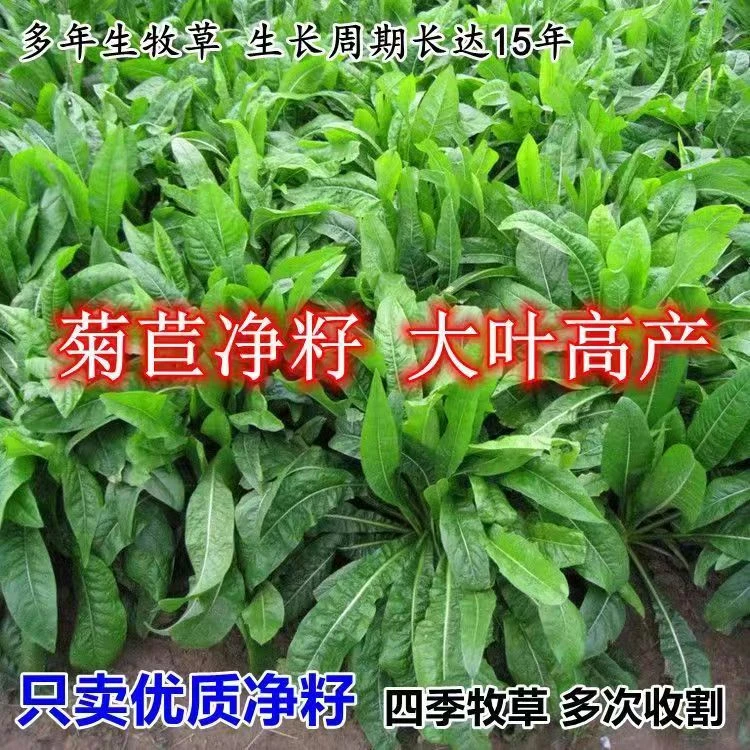 高产菊苣种子大叶菊苣草多年生四季牧草种子猪牛羊鸡鸭鹅鱼草种籽