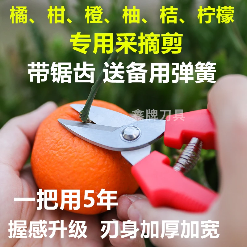 不锈钢柑橘剪采摘专用剪带锯齿柑橘柚子桔子柠檬园林剪刀嫁接家用
