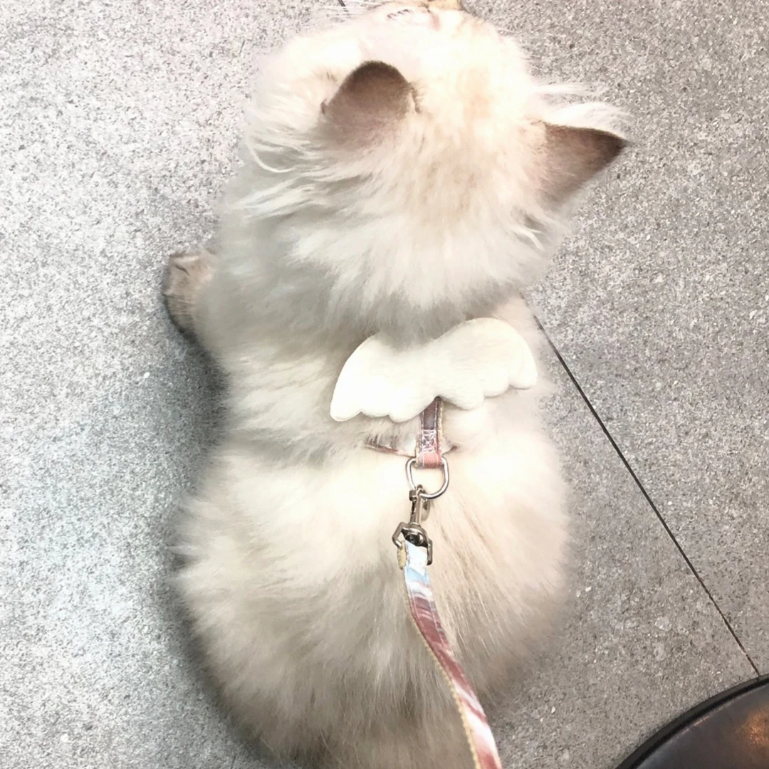 猫咪牵引绳小型犬专用泰迪比熊遛猫绳背心式防脱兔子链子工字型