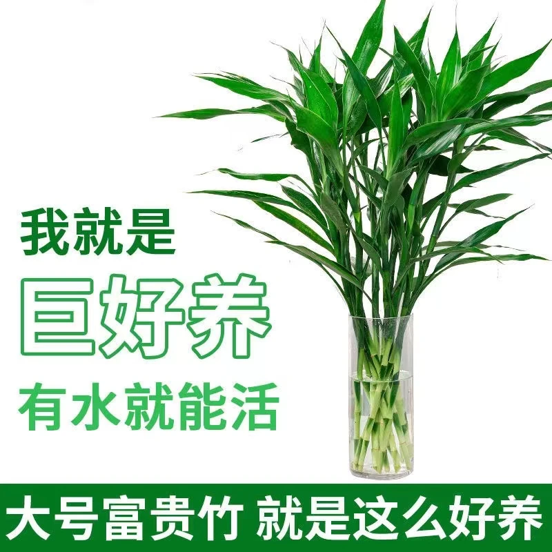 富贵竹水培植物中竹办公室居家水养客厅花卉绿植节节高水培富贵竹