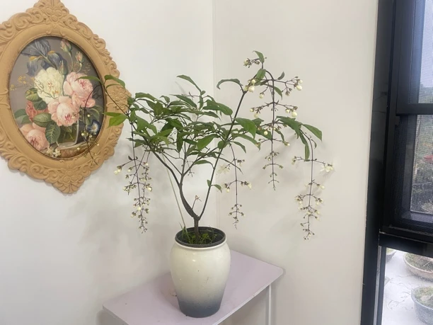 一物一拍，精品桌摆垂丝茉莉