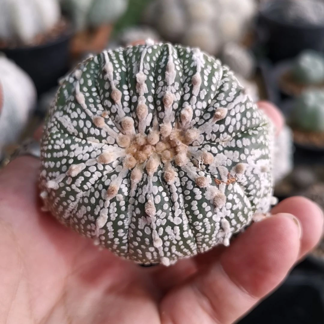 流*多肉植物多肉植物