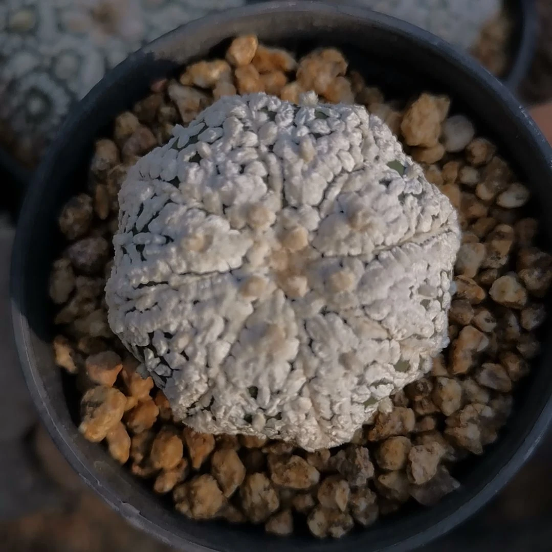 年***喜多肉植物多肉植物