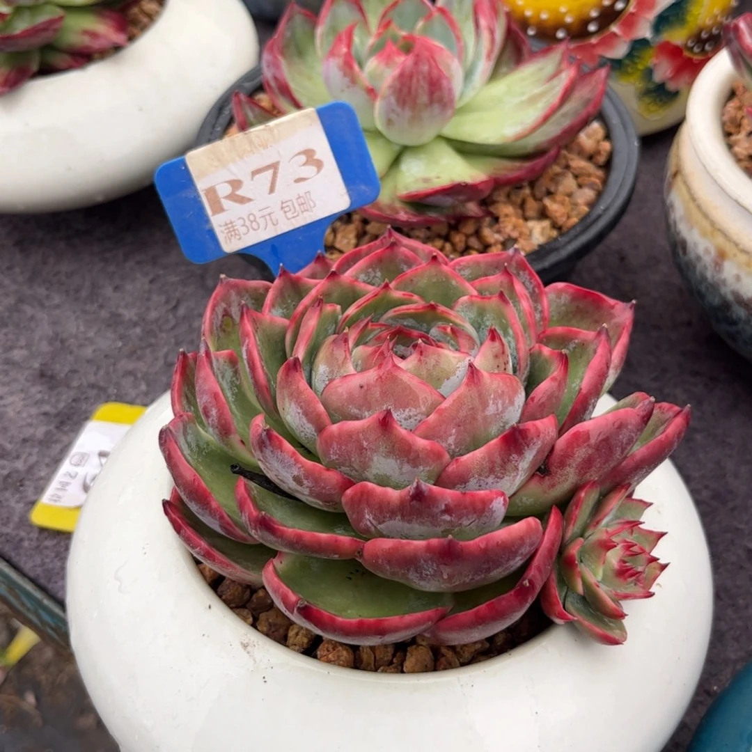 你****宗多肉惊鸿11111111