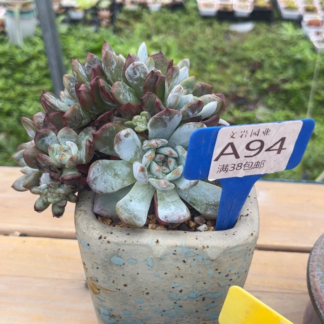 瑞**?多肉111111111