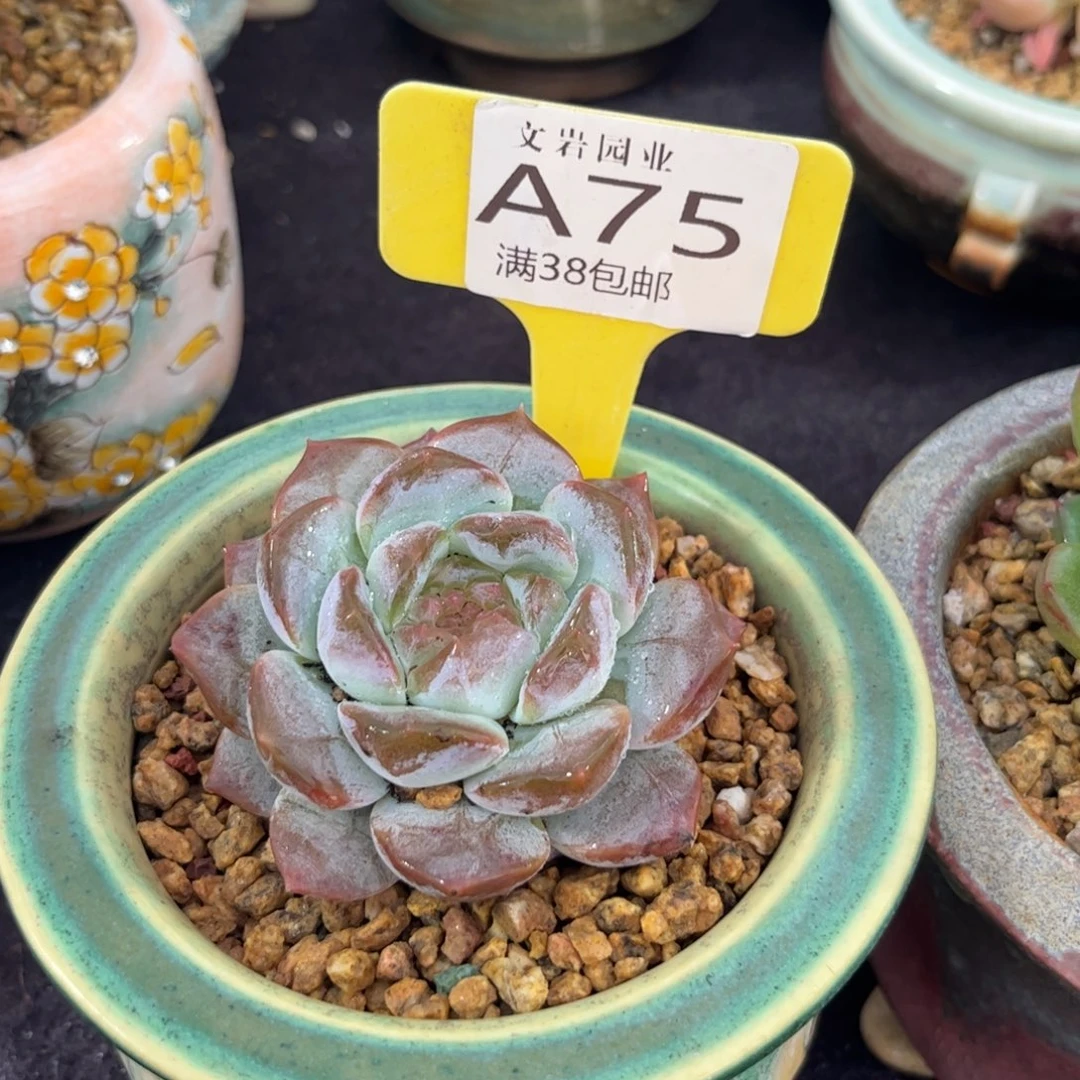 往**生多肉琉璃冰魄111111