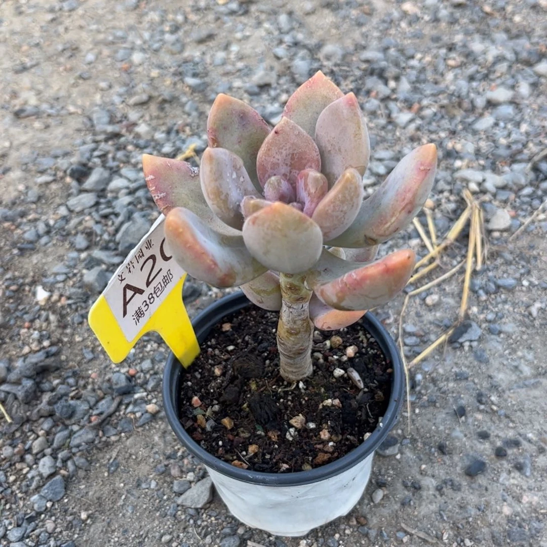 樱*雨多肉1111111111