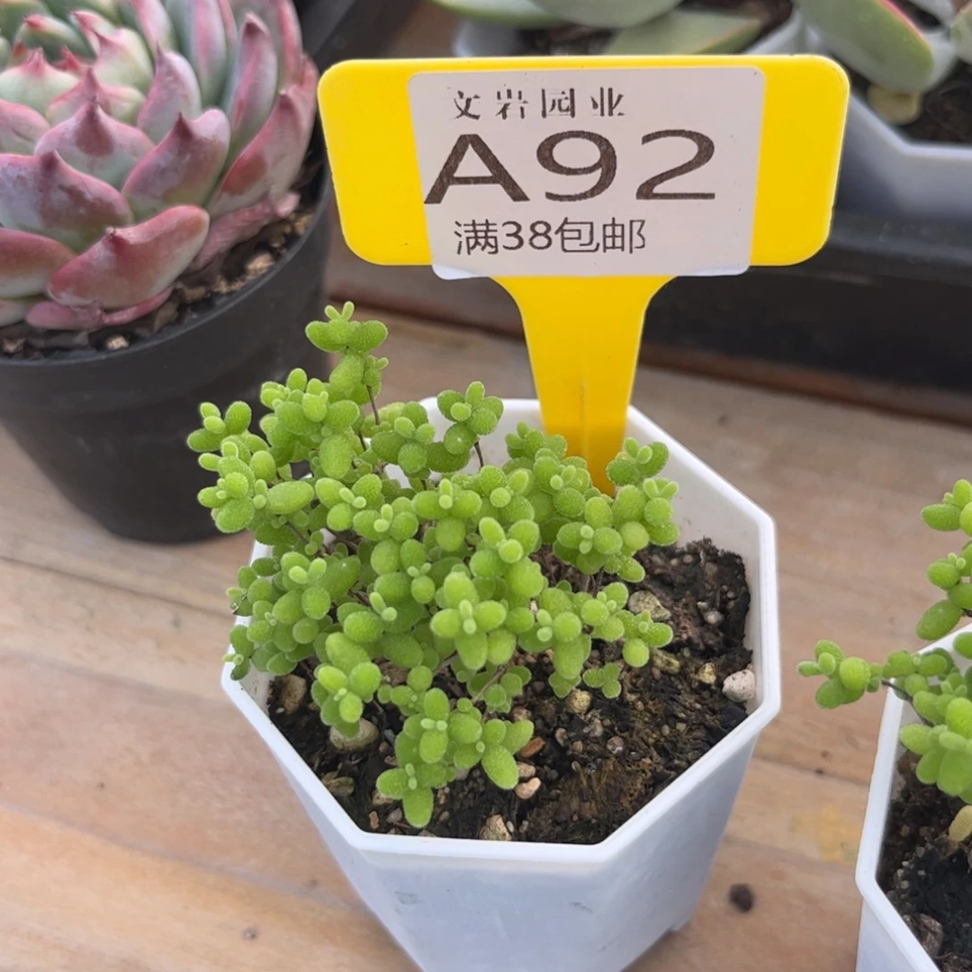 ?*莓多肉糖球11111111