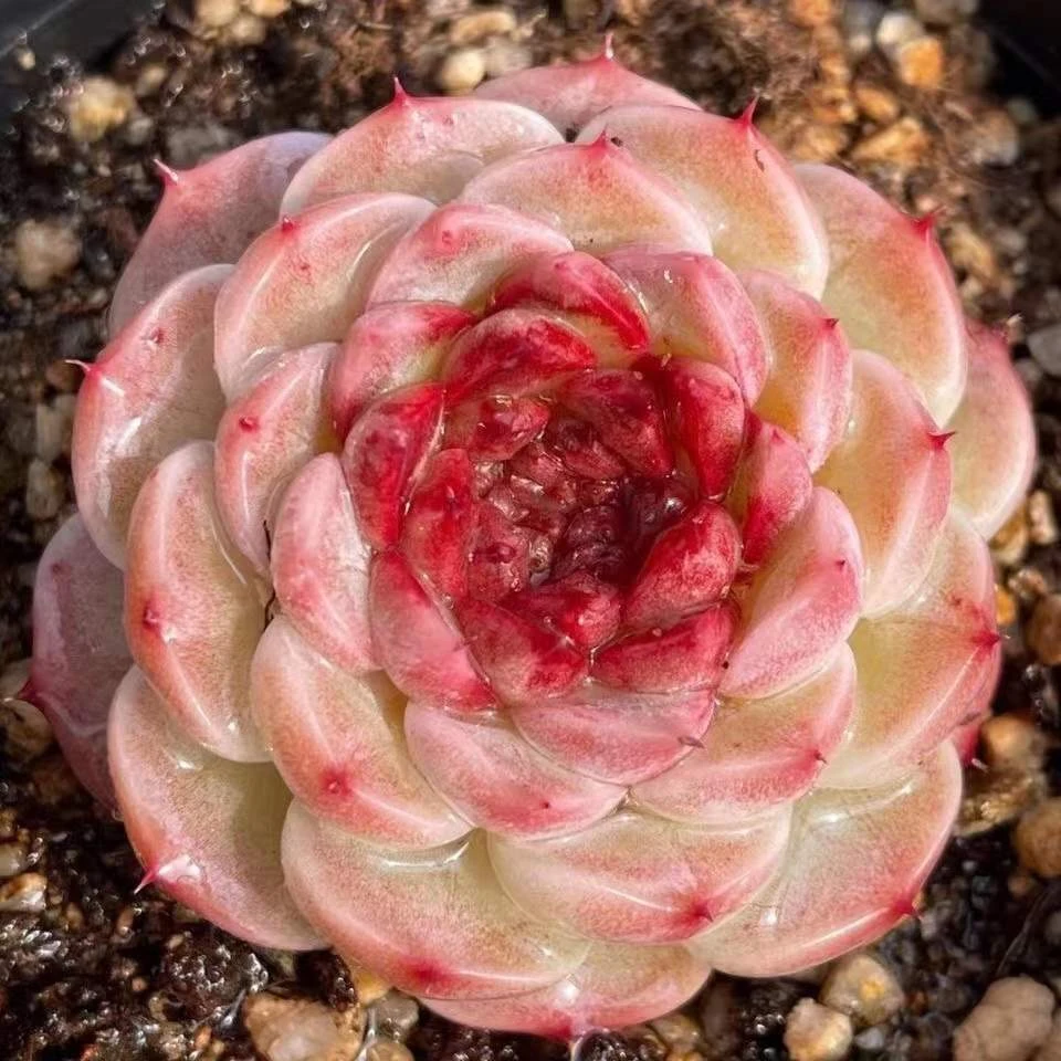 C级文岩精控多肉 一物一拍 38包邮  除偏远地区之外