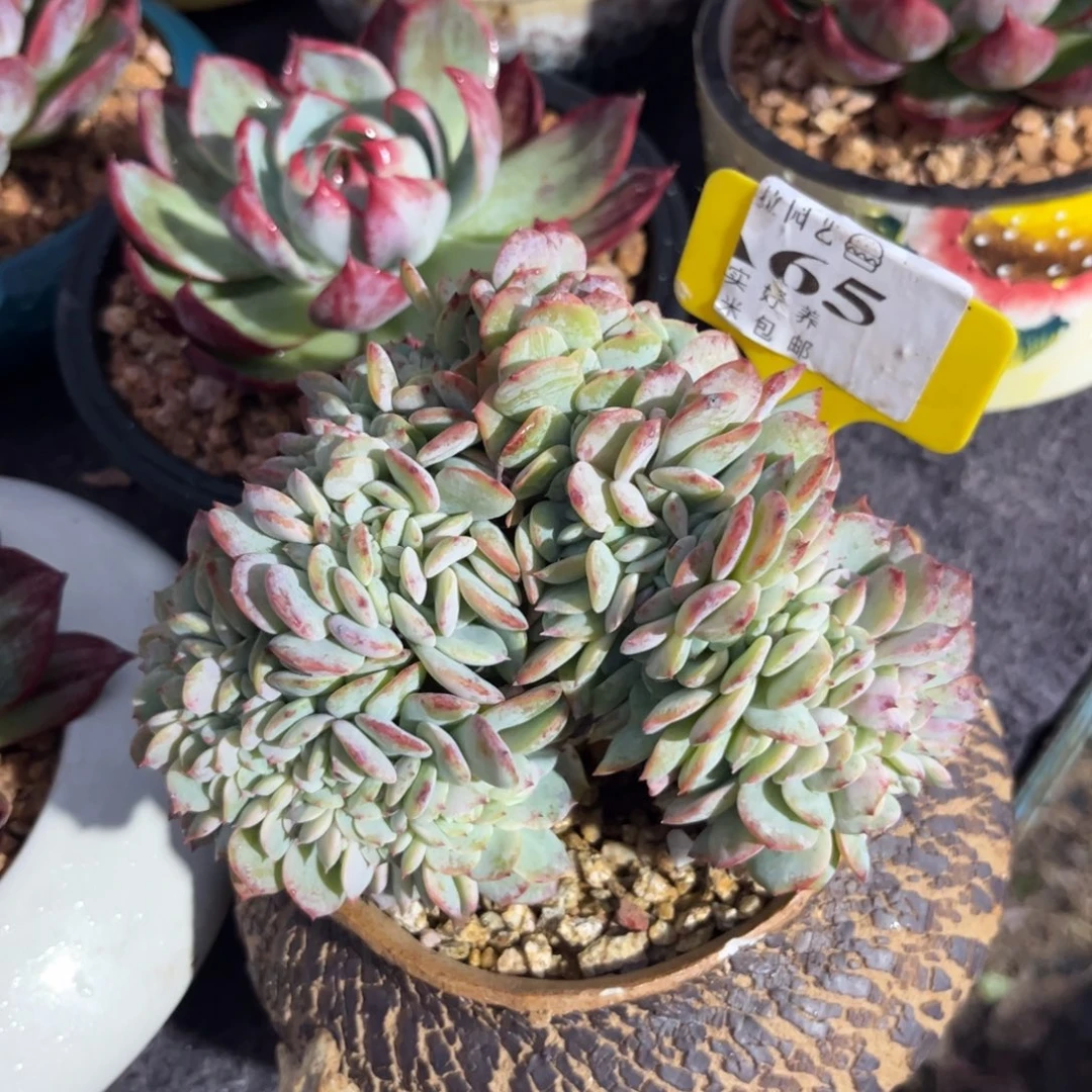 元***?多肉海棠花缀111111111