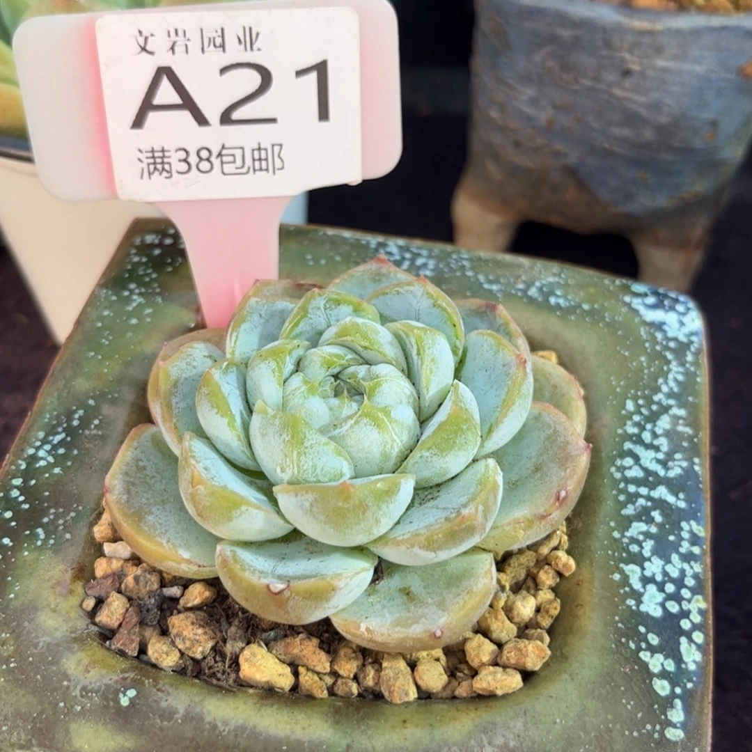小*鸭多肉胖虎11111111