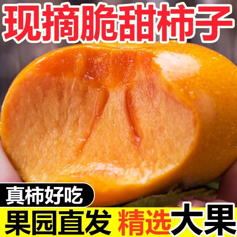 【5斤大果】巧克力硬脆柿子水果新鲜当季甜脆可口孕妇老少皆宜