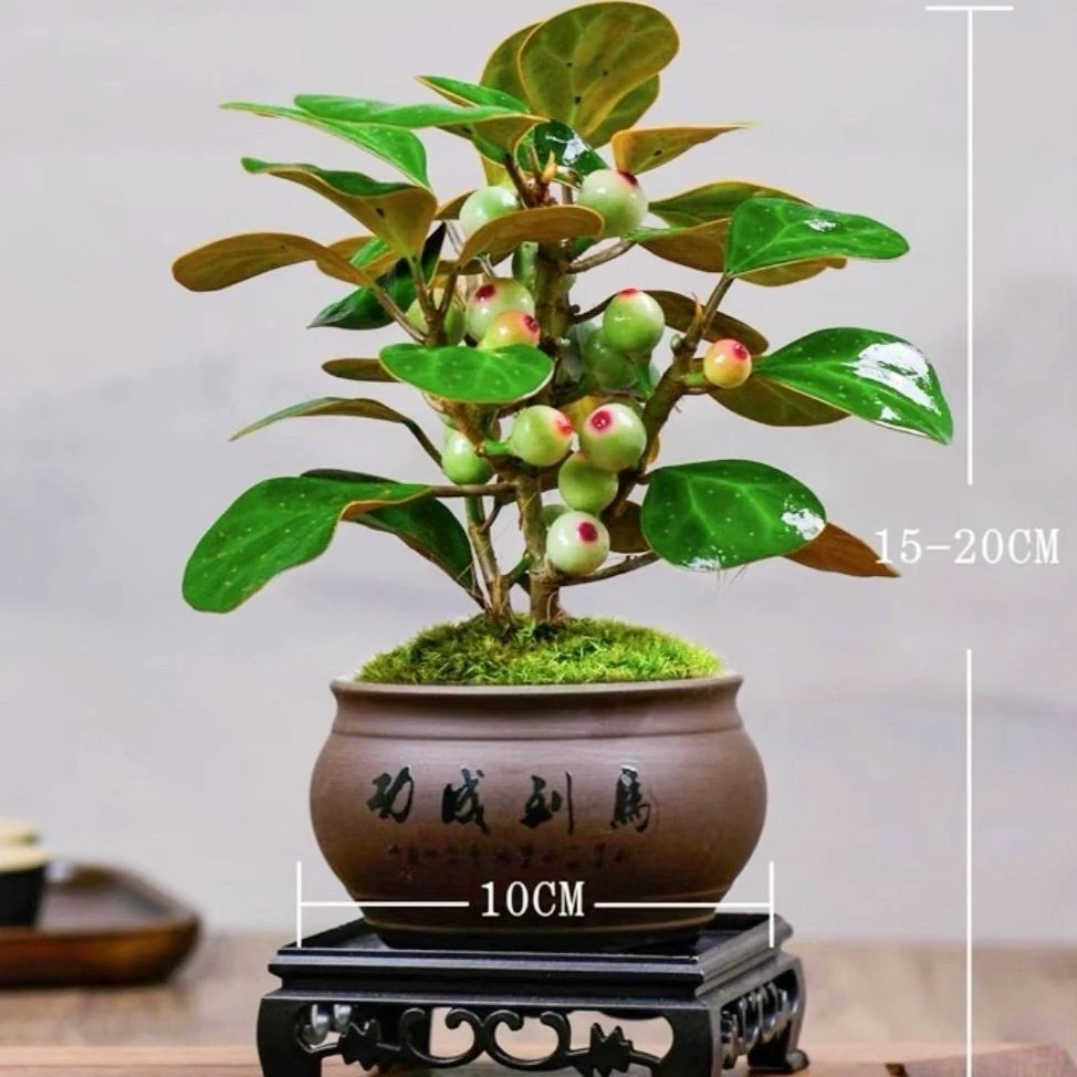小盼菩提树盆栽带果发货室内绿植花卉客厅办公室桌面绿植摆件盆景