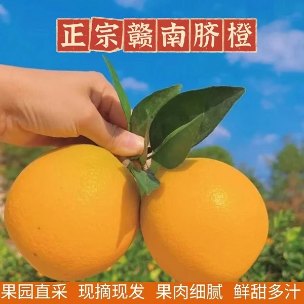【许华升专属正宗赣南脐橙精品】果园现摘产地直发5/10斤装新鲜橙子