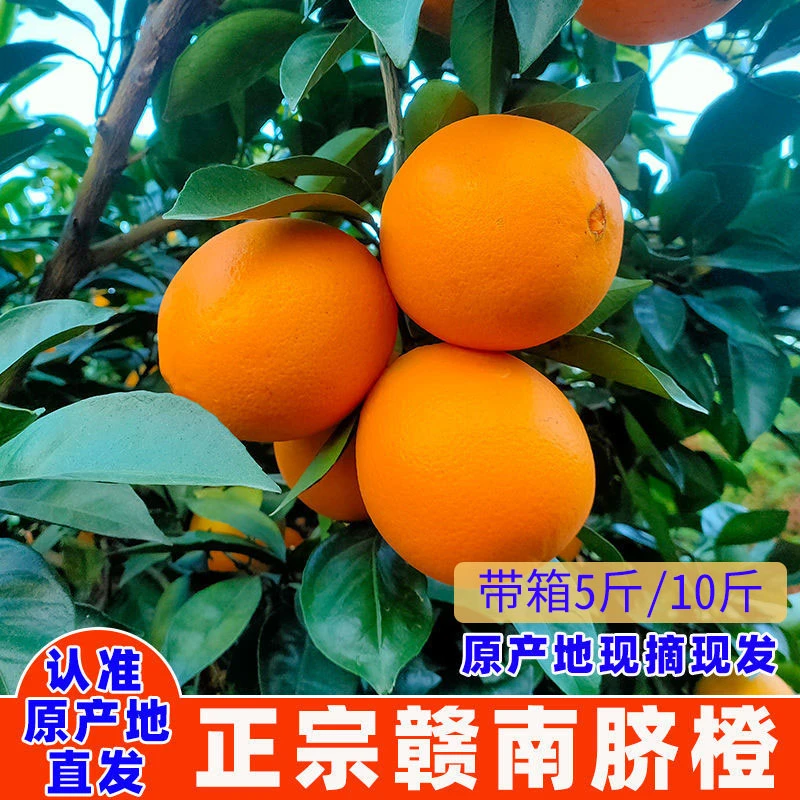 【江西正宗赣南脐橙】现摘带箱5斤新鲜水果香甜多汁肉厚产地直发9