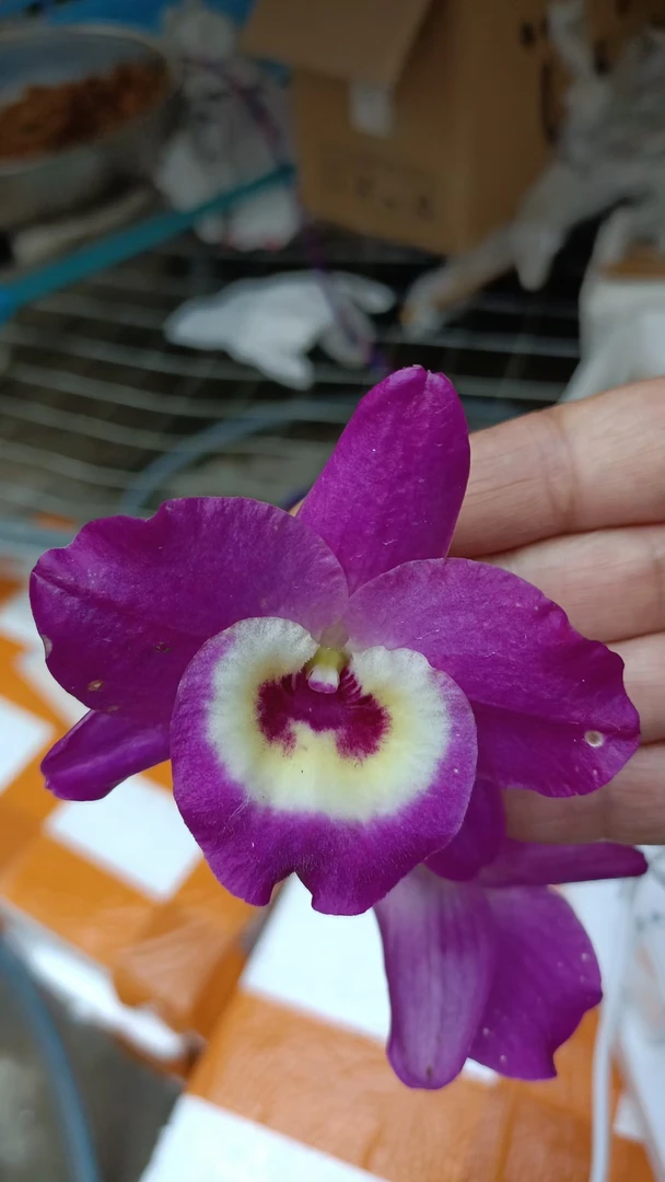 金钗   直播间一物一拍